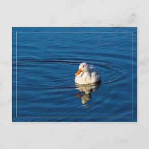 Little White Duck Reflections Postcard