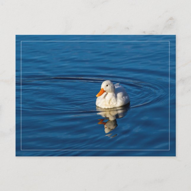 Little White Duck Reflections Postcard (Front)