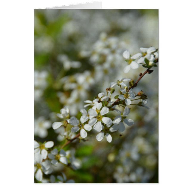 Little White Flowers (Front)