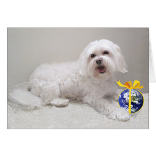 Little White Havanese with Globe
