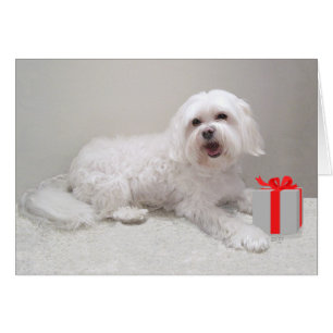 Little White Havanese with Present