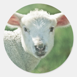 Little White Lamb Classic Round Sticker