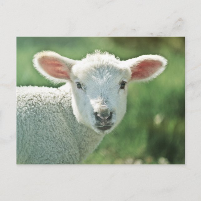 Little White Lamb Postcard (Front)