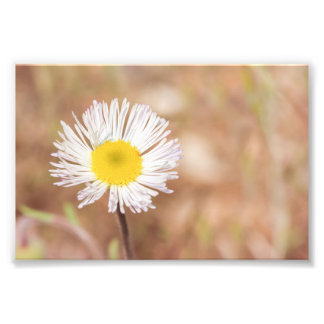 Little White Wild Daisy Flower With Yellow Centre Photo Print
