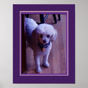 Little Willy Poster