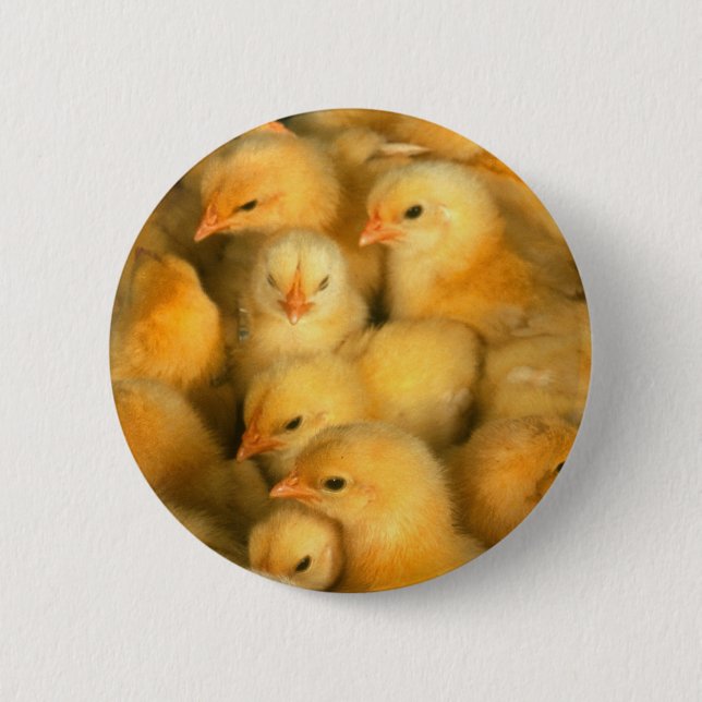Little Yellow Chicks 6 Cm Round Badge (Front)