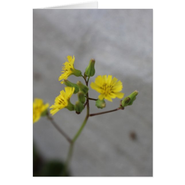 Little Yellow Flower #3 (Front)