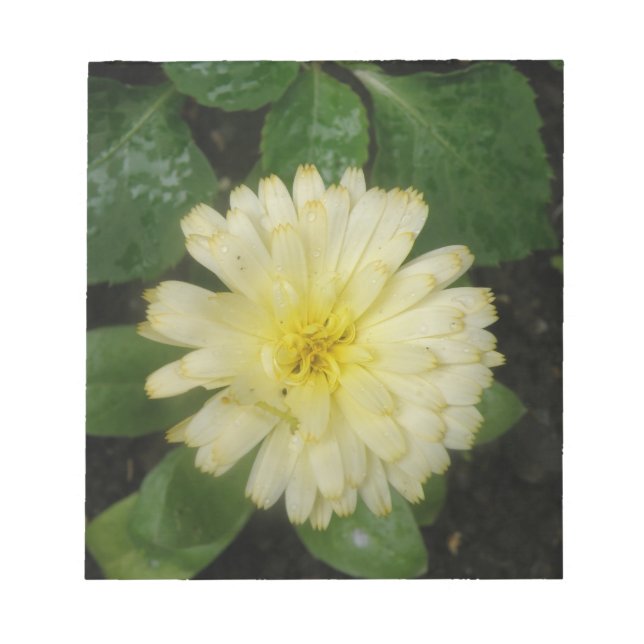 Little Yellow Marigold Notepad (Front)