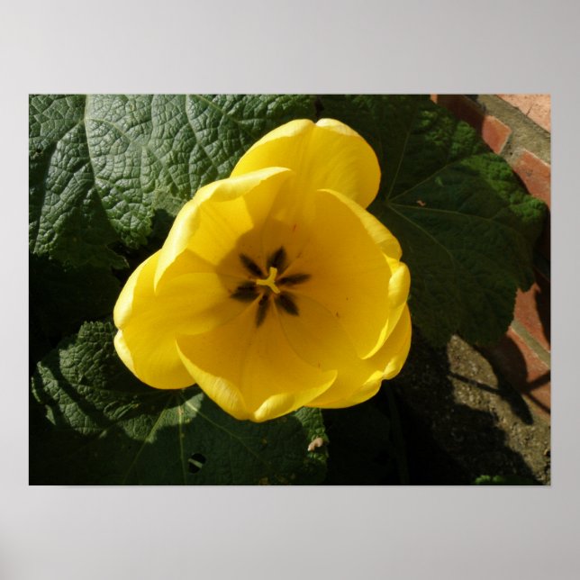 Little Yellow Tulip Print (Front)