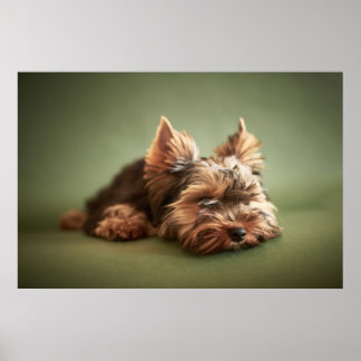 Little Yorkie Poster