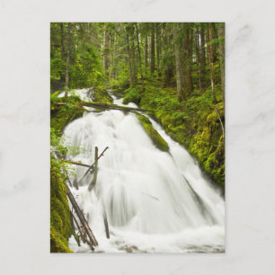 Little Zig Zag Falls Mount Hood National Forest Postcard