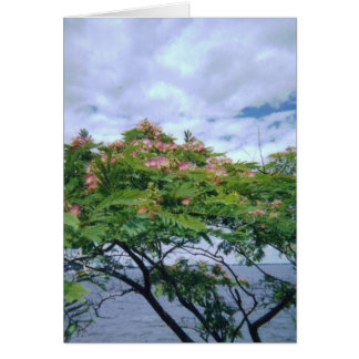 LittleBayParkmimosatree 001