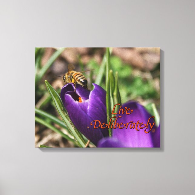 Live Deliberately w/honey bee pollinating Crocus Canvas Print (Front)