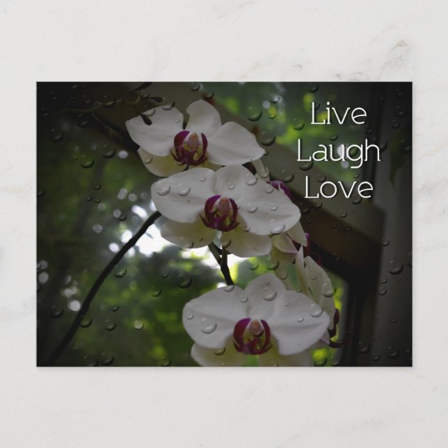 Live Laugh Love-Orchid Postcard (Front)