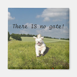 "Live Like..." Magnet - Buddhist (Matrix) Version!