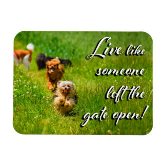 Live Like Someone Left the Gate Open! Magnet
