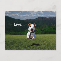 "Live Like Someone Left the Gate Open" Postcard 2