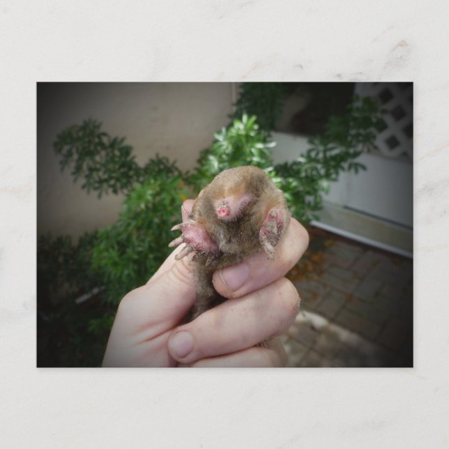 Live mole in hand smiling.jpg postcard (Front)