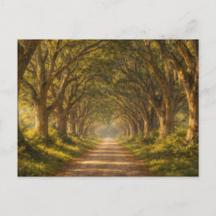 Live Oak Path   Landscape   Postcard