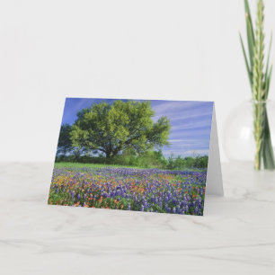 Live Oak & Texas Paintbrush, and Texas Card