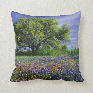 Live Oak & Texas Paintbrush, and Texas Cushion