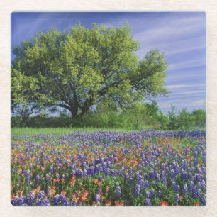 Live Oak & Texas Paintbrush, and Texas Glass Coaster
