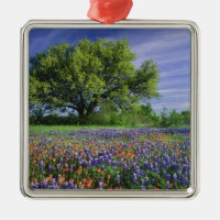 Live Oak & Texas Paintbrush, and Texas