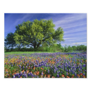 Live Oak & Texas Paintbrush, and Texas Photo Print
