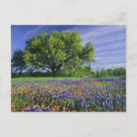 Live Oak & Texas Paintbrush, and Texas