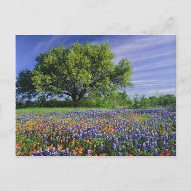 Live Oak & Texas Paintbrush, and Texas Postcard (Front)