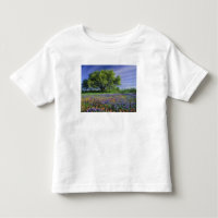 Live Oak & Texas Paintbrush, and Texas