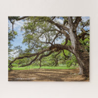 Live Oak Tree of Louisiana,