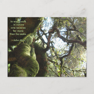 Live Oaks Muir Quote Postcard