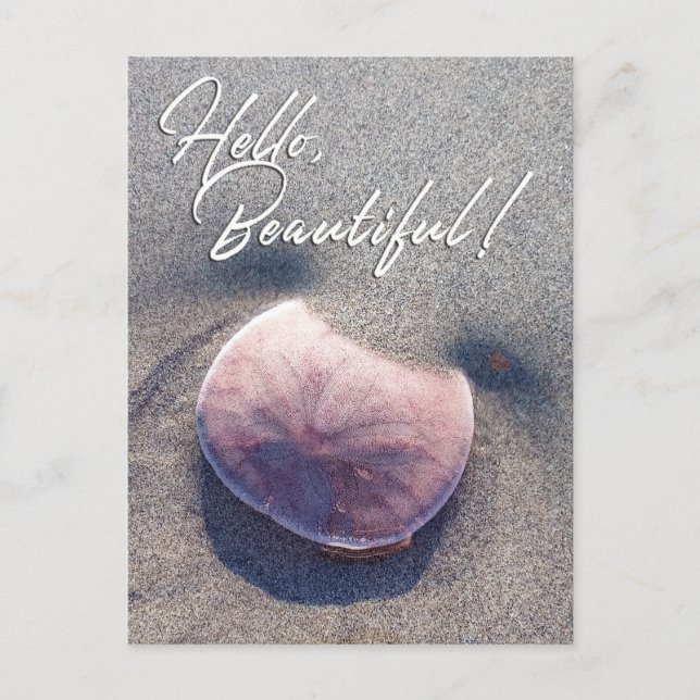 Live Sand Dollar Photo Hello Beautiful Postcard (Front)