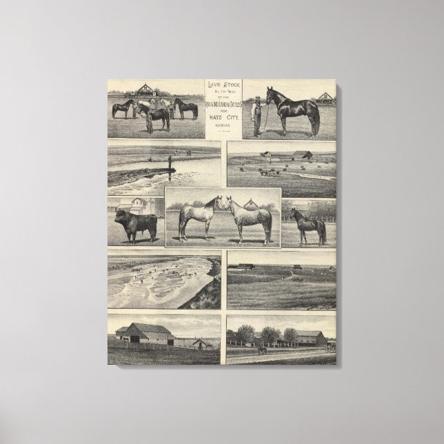 Live Stock in Kansas Canvas Print (Front)