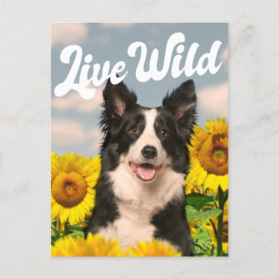 Live Wild Border Collie in Sunflowers Postcard