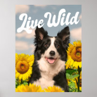 Live Wild Border Collie in Sunflowers