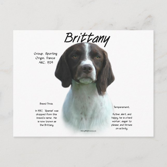 Liver Brittany Spaniel History Postcard (Front)