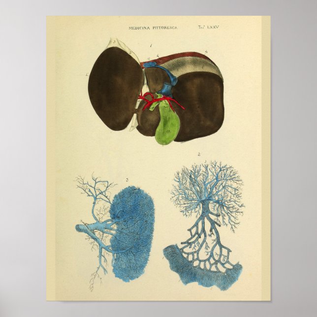 Liver Gallbladder Vintage Anatomy Art Print (Front)