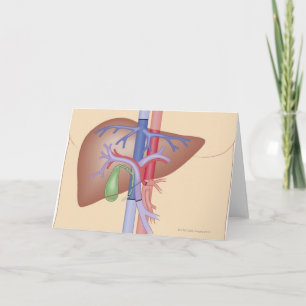 Liver Transplant Procedure Card