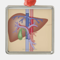 Liver Transplant Procedure