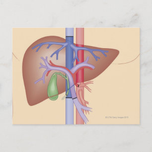 Liver Transplant Procedure Postcard