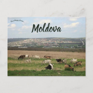 Livestock in Chisinau Moldova Postcard