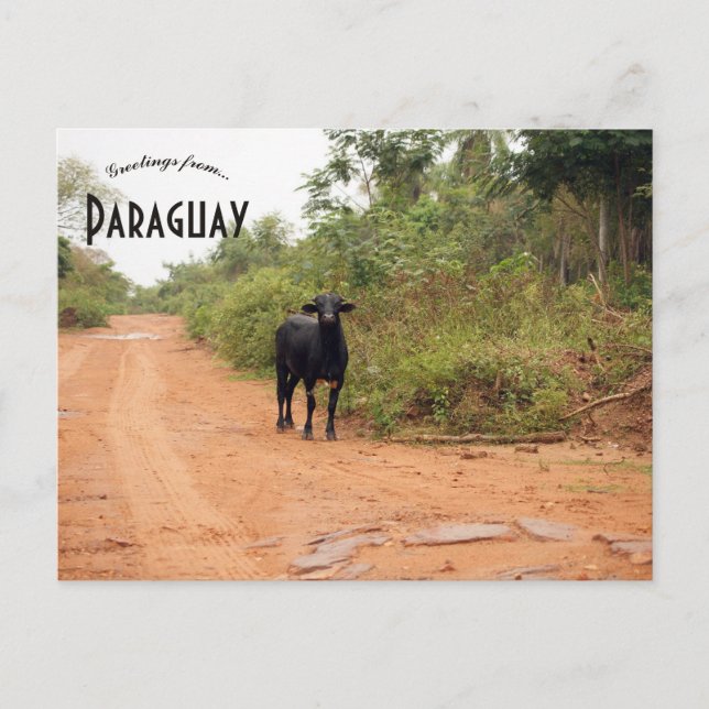 Livestock on a Road in Paraguay Postcard (Front)