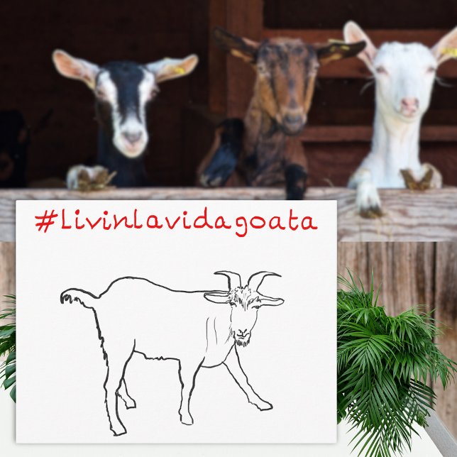 Livin La Vida Goata Funny Quirky Cute Goat Drawing Postcard (Livin la Vida goata funny goat drawing and quote greetings postcard )