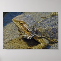 Living Under Fire - Bearded Dragon