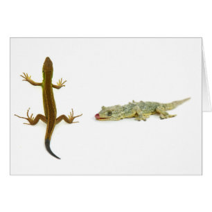 lizard