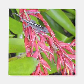 Lizard and Beauty Magnet