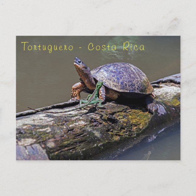 Lizard and River Turtle at Tortuguero - Costa Rica Postcard (Front)