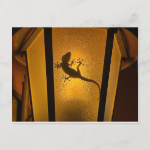 Lizard Artistic Illustration Postcard